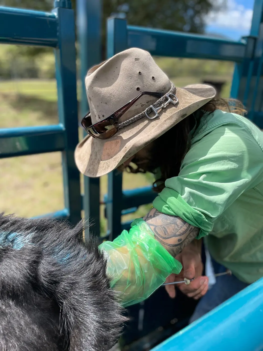 NEEVS veterinarian carrying out a cattle reproduction procedure