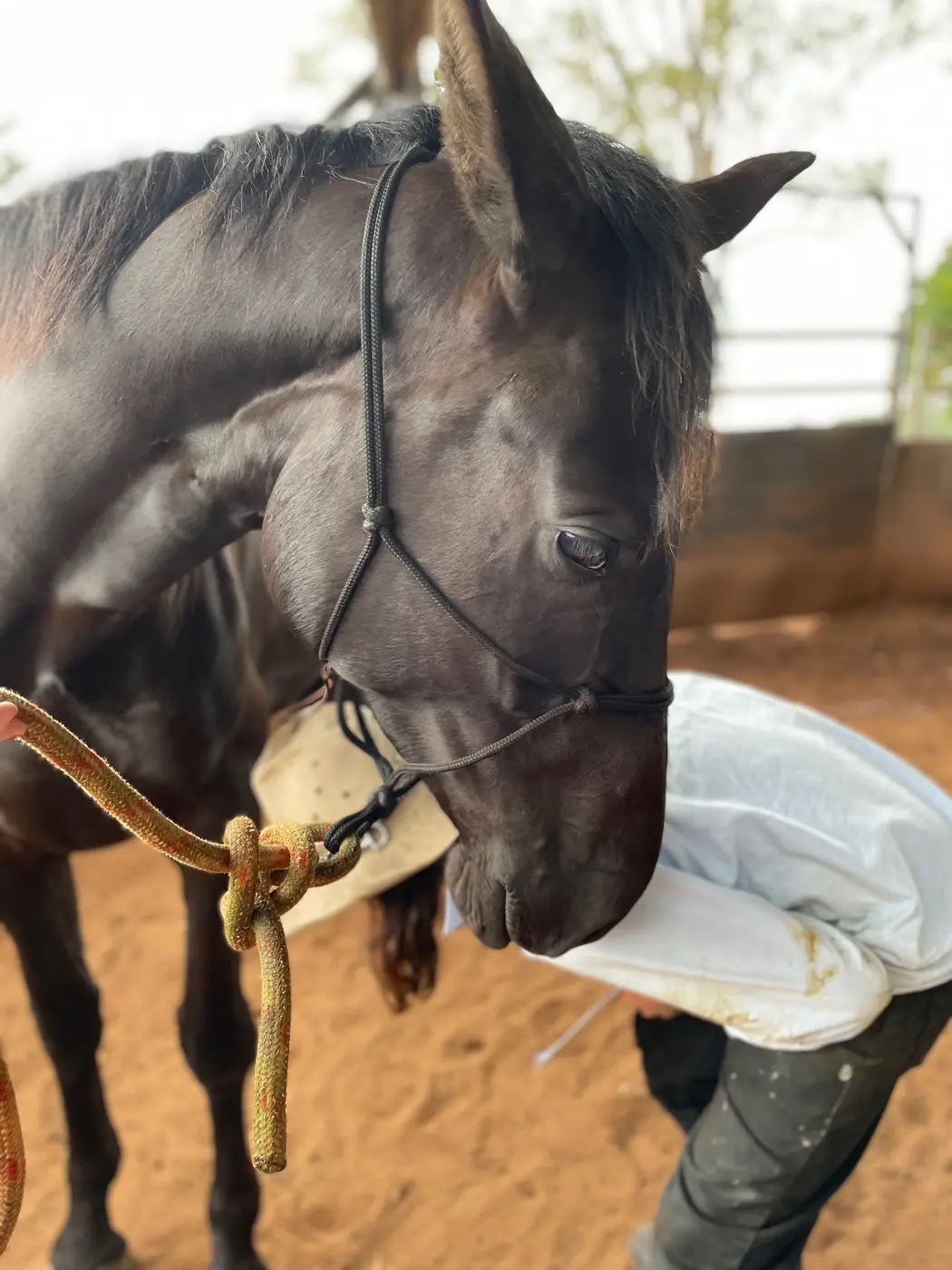 Horse receiving veterinary treatment from NEEVS